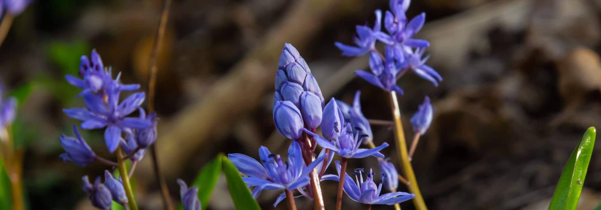 Blaustern: schönste Sorten