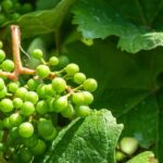 Warum trägt meine Weinrebe keine Trauben?