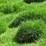 Der Zoysia tenuifolia oder Mascarene-Rasen: Pflanzung, Pflege und Wartung