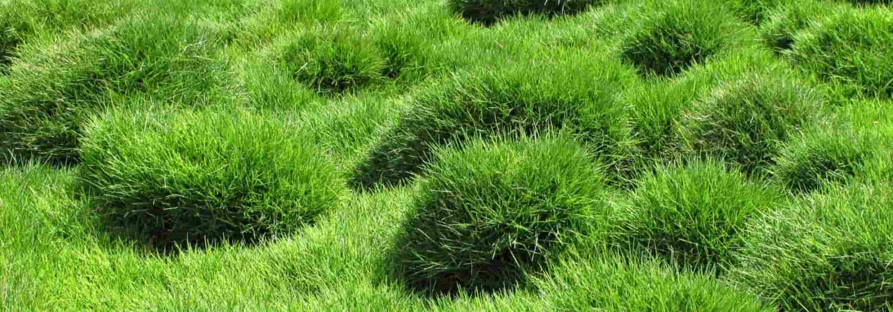 Der Zoysia tenuifolia oder Mascarene-Rasen: Pflanzung, Pflege und Wartung