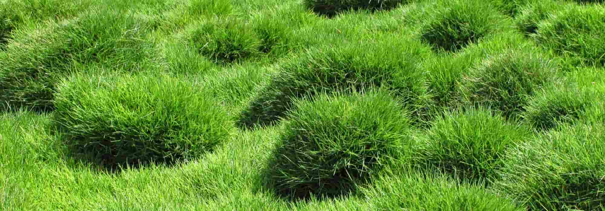 Le _Zoysia tenuifolia_ oder Mascarene-Rasen: Pflanzung, Pflege und Wartung