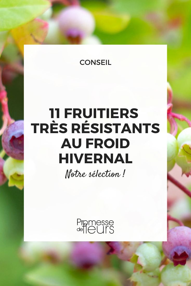 Heidelbeere (Vaccinium corymbosum)