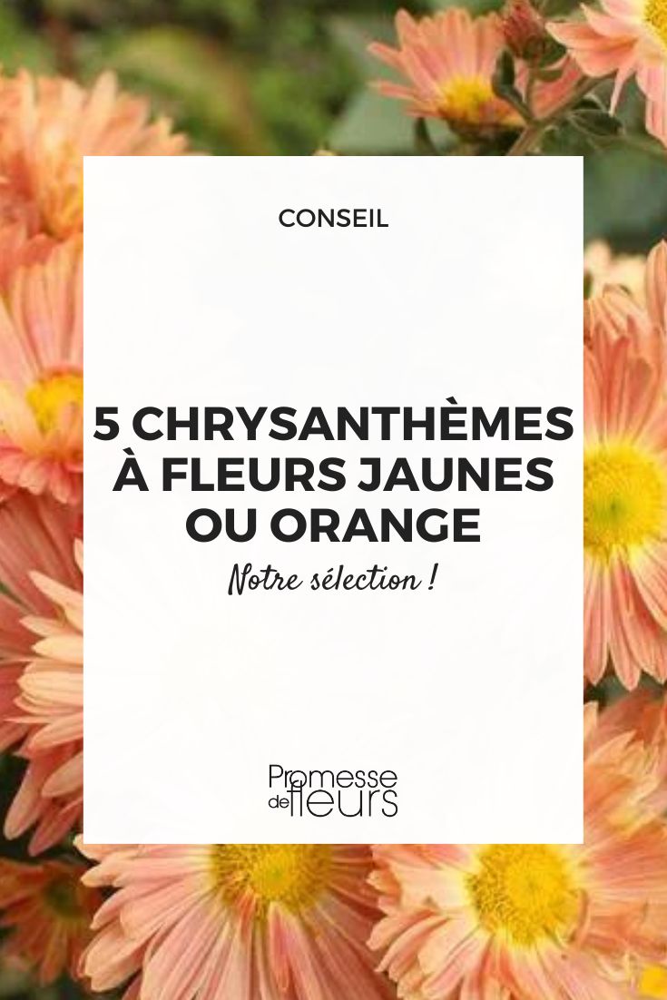 Chrysantheme 'Cottage Apricot'