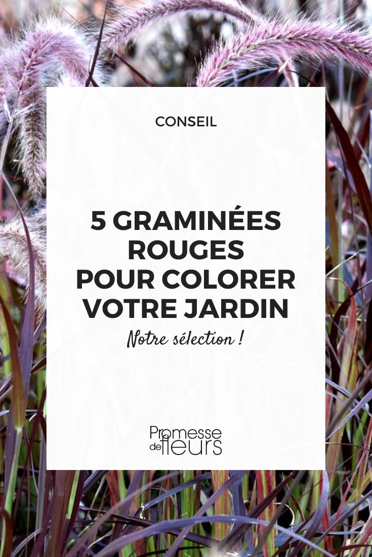 Pennisetum setaceum ‚Rubrum‘