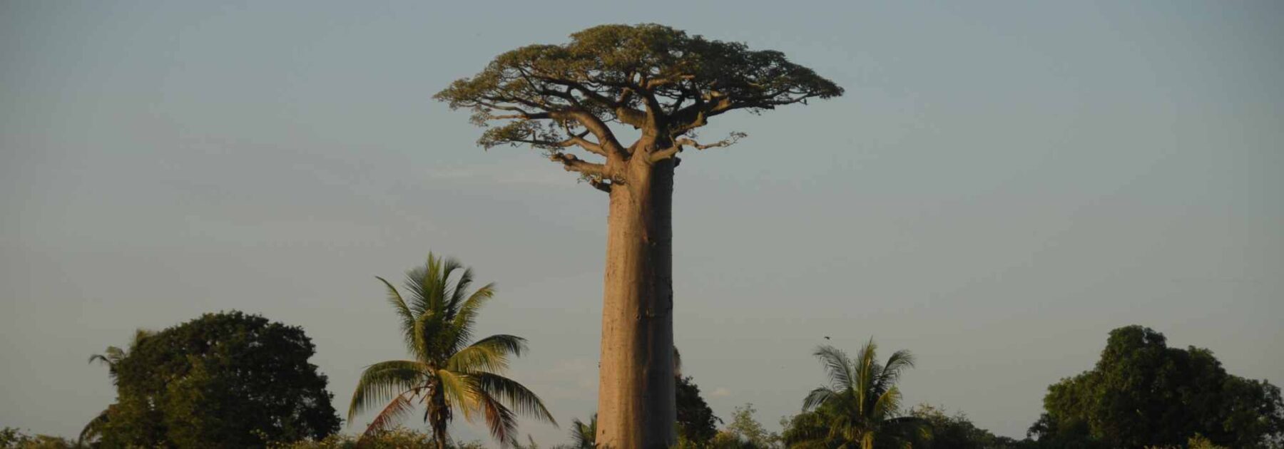 Adansonia - Baobab: Pflanzen und Pflegen