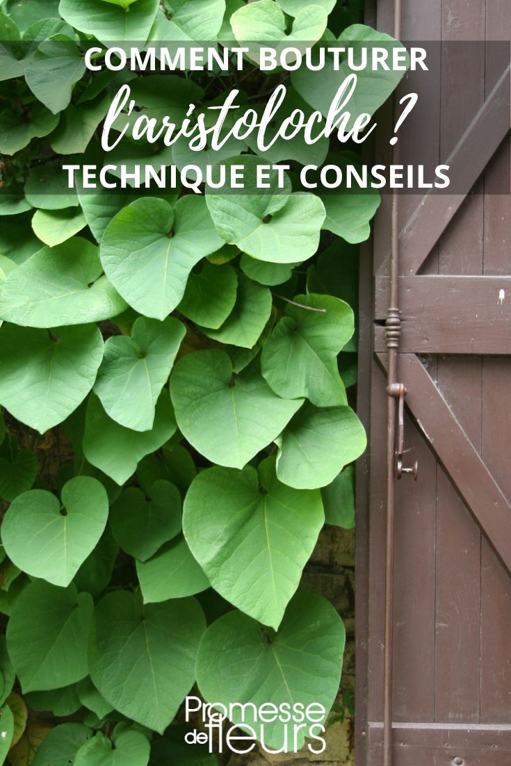 Stecklingsvermehrung von Aristolochia