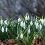 5 Zwiebeln für frühe Winterblüte