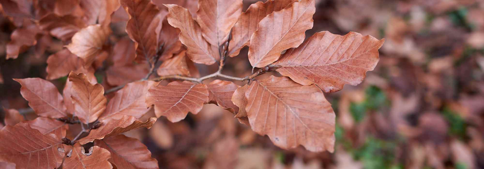 Rotbuche für den Garten wählen