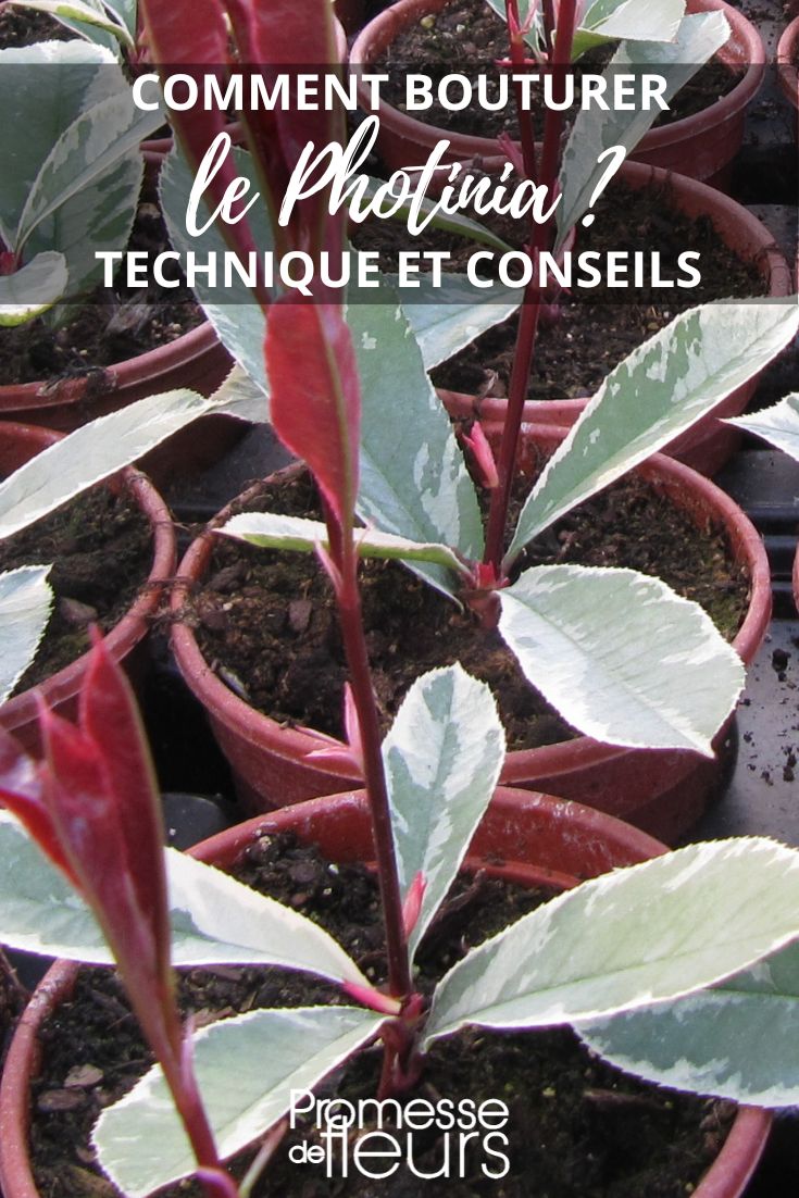 Stecklinge und Vermehrung von Photinia