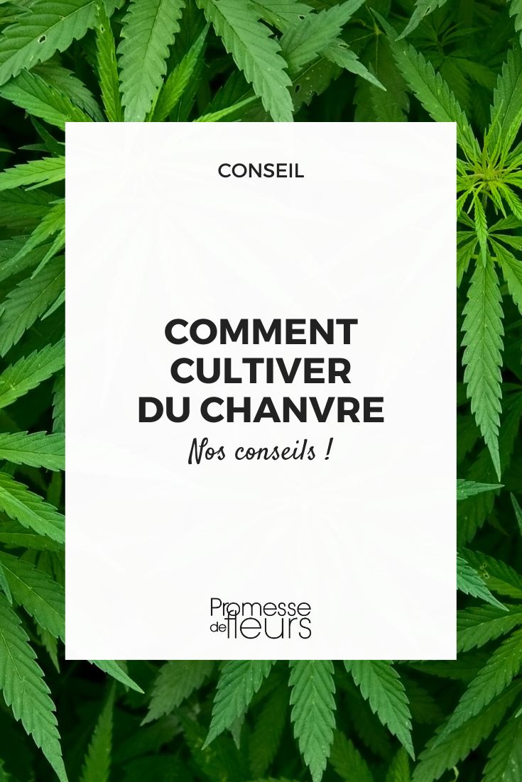 Cannabis sativa Anbau