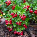 Preiselbeeren ernten und lagern?
