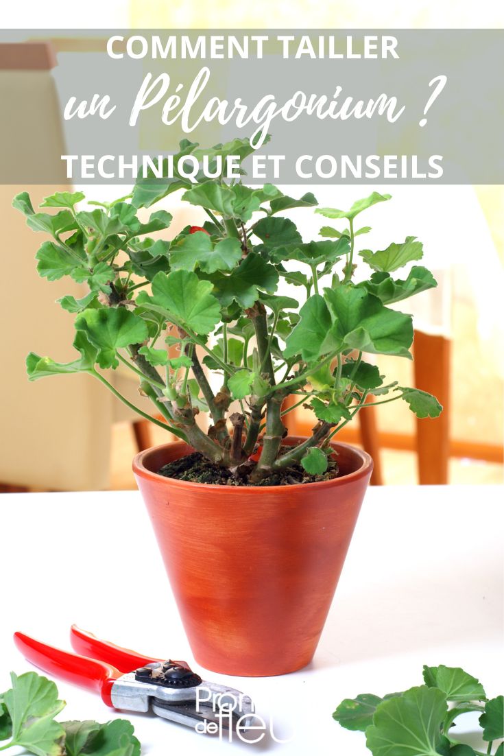 Einen Geranium (Pelargonie) schneiden
