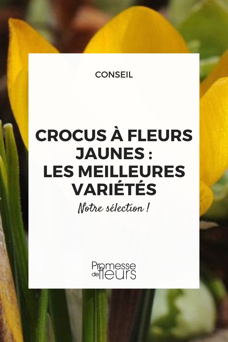 Krokus chrysanthus var. fuscotinctus