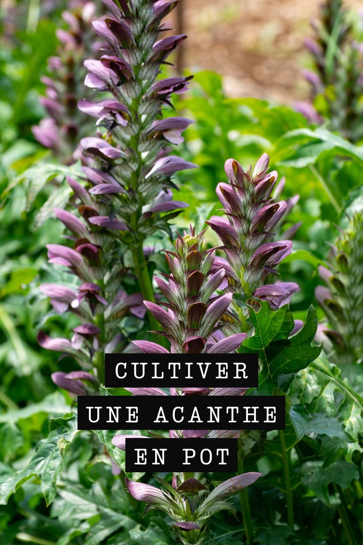 Akanthus im Topf