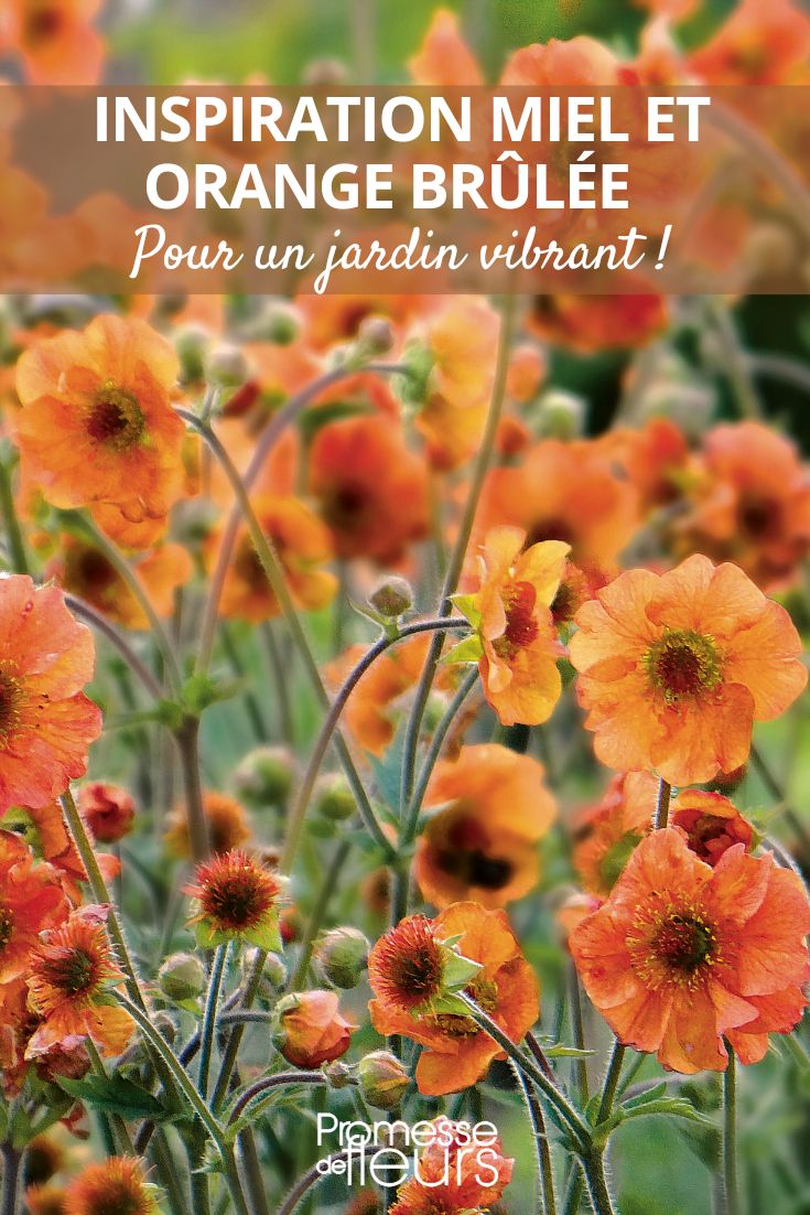 Farbtrend Orange im Garten