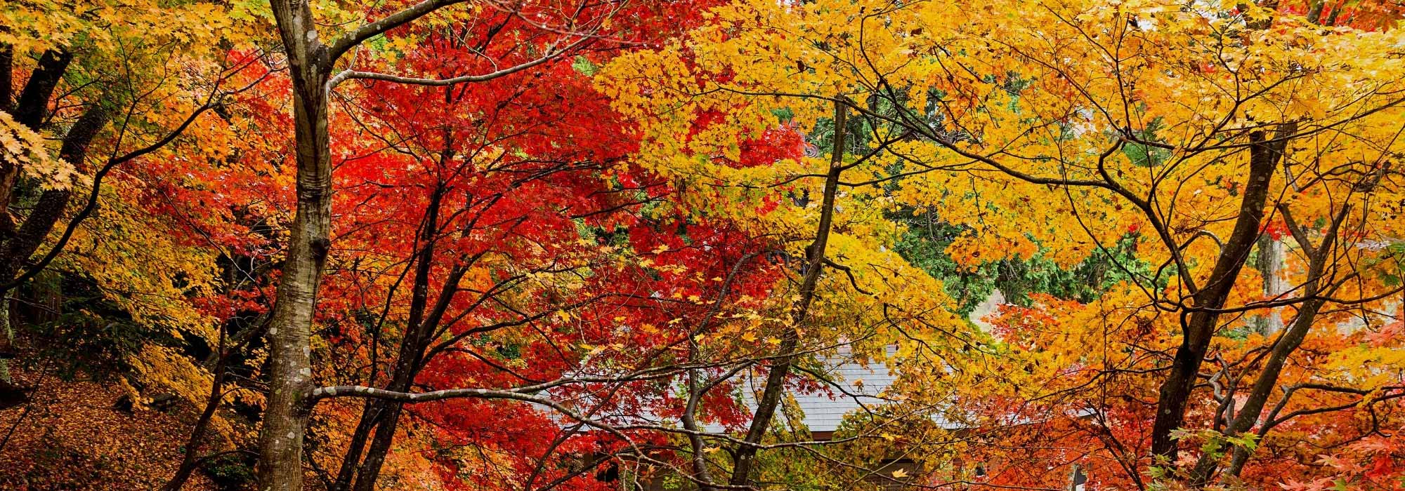 Herbstgarten gestalten: Farbenpracht im Laub