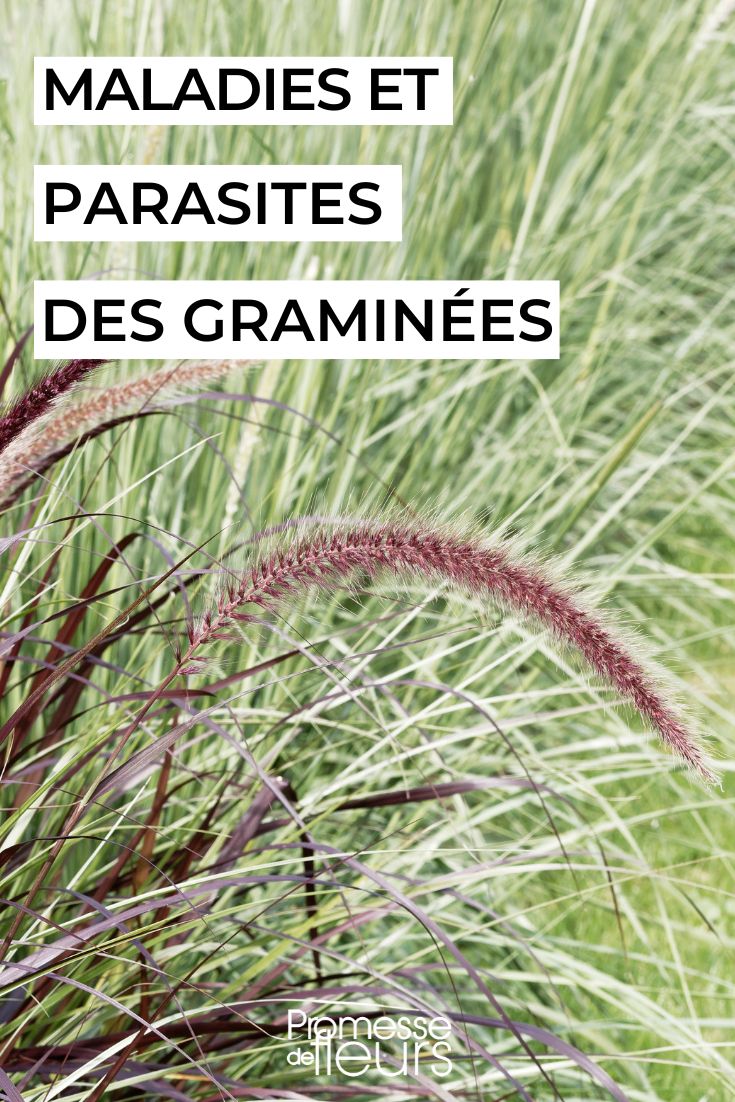 # Gräser: Krankheiten, Schädlinge, Pflege und Behandlung

## Häufige Krankheiten bei Ziergräsern

### Rostpilze (Puccinia spp.)
- **Symptome**: Orangefarbene oder braune Pusteln auf Blättern
- **Behandlung**: Befallene Pflanzenteile entfernen, Fungizide einsetzen
- **Vorbeugung**: Gute Luftzirkulation, morgens gießen

### Mehltau
- **Symptome**: Weißer, mehlartiger Belag auf Blättern
- **Behandlung**: Milch-Wasser-Gemisch (1:9) oder Fungizide
- **Vorbeugung**: Nicht über Kopf gießen, sonnigen Standort wählen

## Typische Schädlinge an Gräsern

### Blattläuse
- **Anzeichen**: Klebrige Blätter, gekräuseltes Laub
- **Bekämpfung**: Natürliche Feinde fördern, Seifenlauge sprühen

### Spinnmilben
- **Anzeichen**: Gespinste, gelb gesprenkelte Blätter
- **Bekämpfung**: Luftfeuchtigkeit erhöhen, mit Wasser abspritzen

## Pflegetipps für gesunde Gräser

1. **Standortwahl**: 
   - Sonnige bis halbschattige Lage
   - Durchlässiger Boden

2. **Bewässerung**:
   - Regelmäßig, aber mäßig gießen
   - Staunässe vermeiden

3. **Rückschnitt**:
   - Im Frühjahr zurückschneiden
   - Alte Halme entfernen

4. **Düngung**:
   - Im Frühjahr mit Langzeitdünger versorgen
   - Überdüngung vermeiden

## Natürliche Behandlungsmethoden

- **Brennnesseljauche**: Stärkt die Pflanzen
- **Knoblauchbrühe**: Wirkt gegen Pilze und Schädlinge
- **Nützlinge**: Marienkäfer gegen Blattläuse einsetzen

Durch regelmäßige Kontrolle und richtige Pflege bleiben Ihre Ziergräser gesund und widerstandsfähig gegen Krankheiten und Schädlinge.