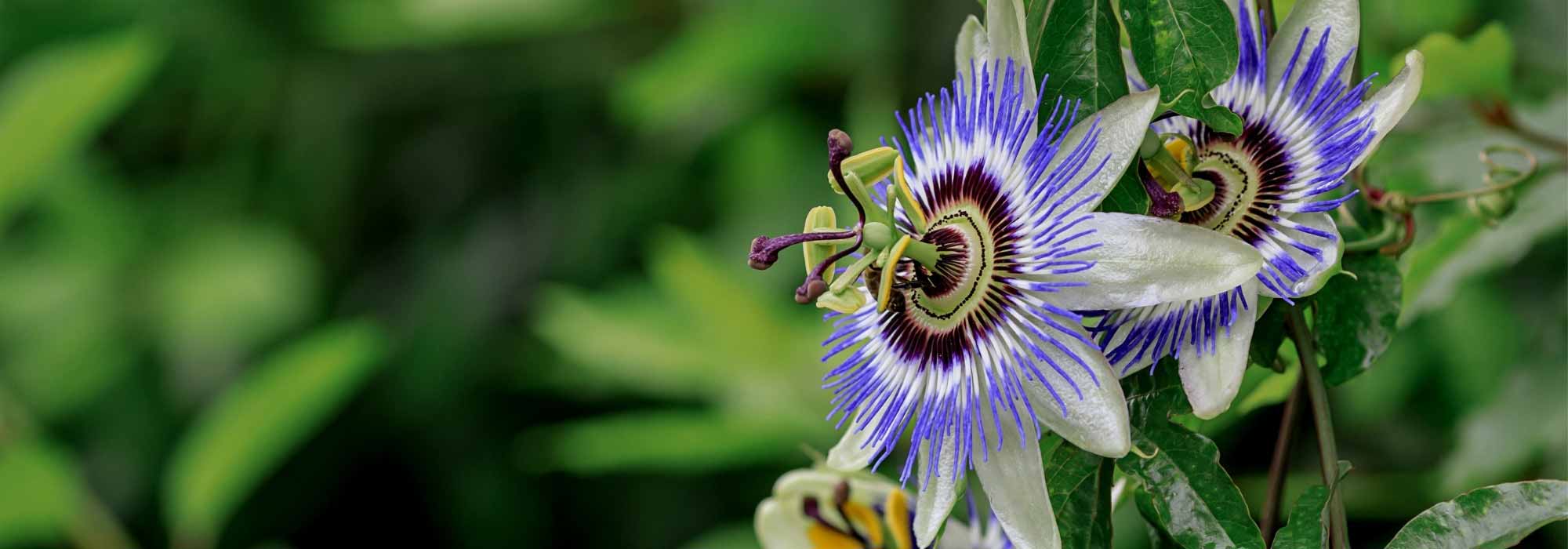 Passionsblume vor Kälte schützen?