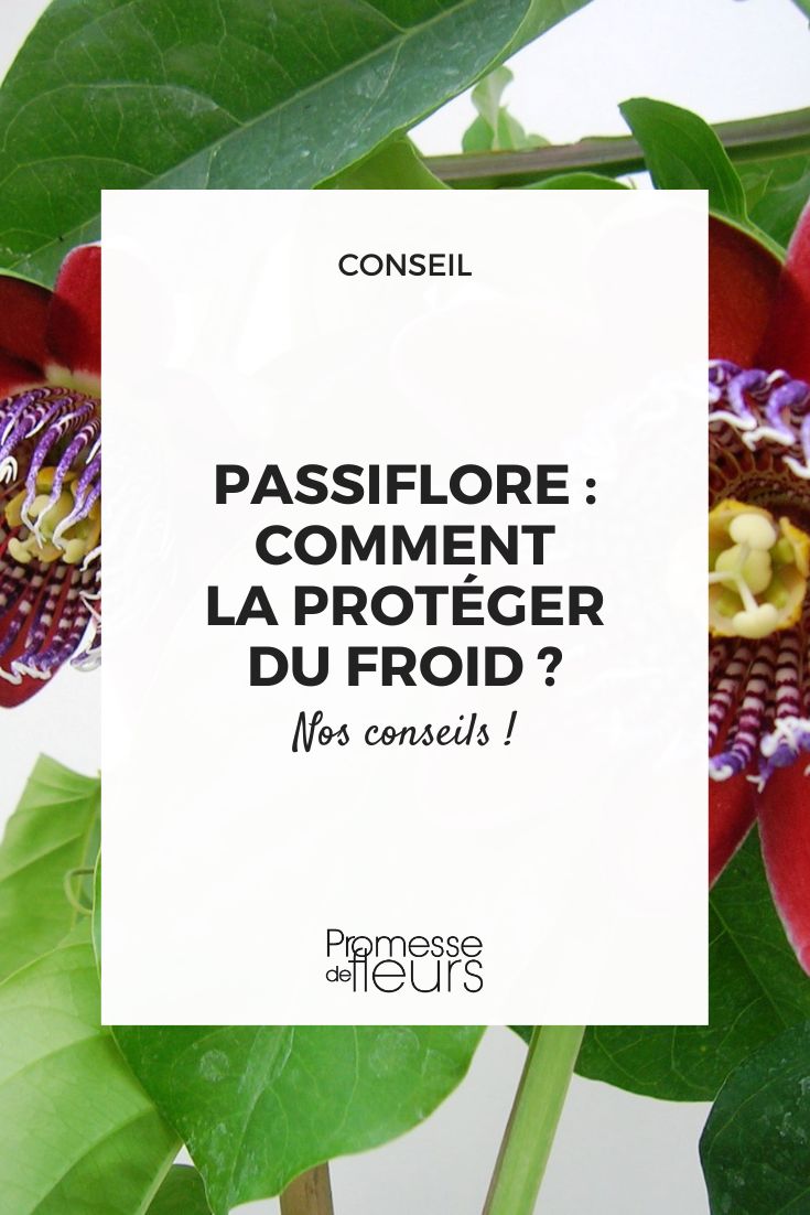 Passionsblume überwintern – im Freiland oder im Kübel