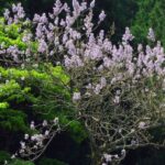 Blauglockenbaum: Der Baum als CO2-Speichermeister