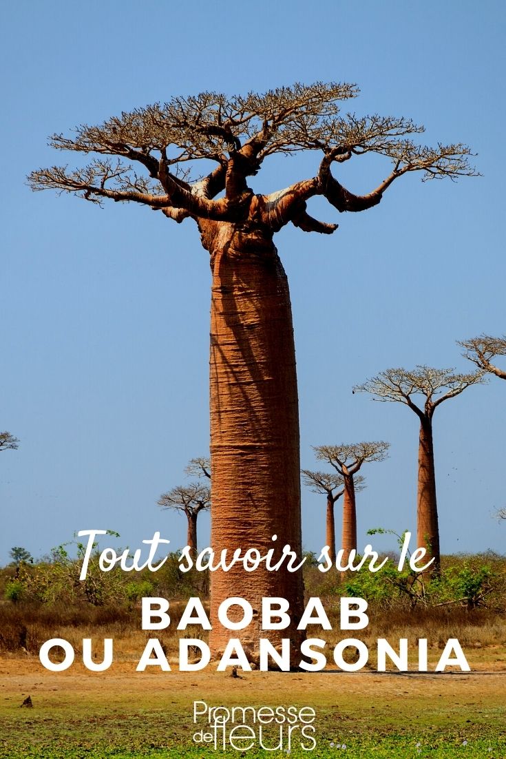 Baobab Baobab: Pflanzen und Pflegen