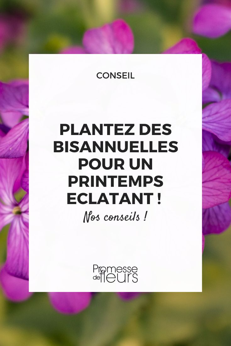Lunaria annua