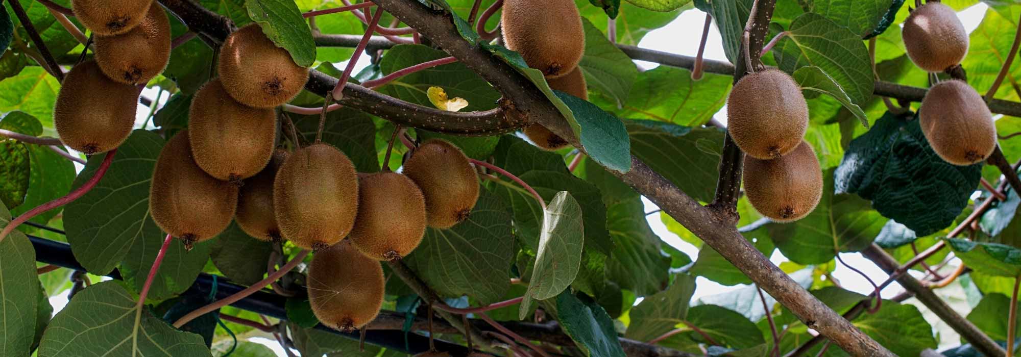 Warum trägt mein Kiwi keine Früchte?