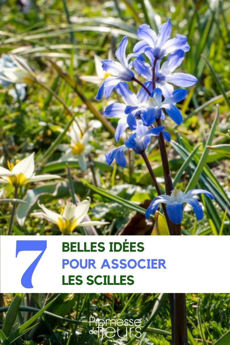 Scilla mit Scilla kombinieren