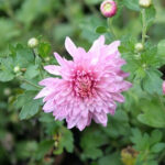 Chrysanthemen: Rückschnitt und Ausgeizen grasps 
