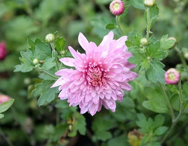 Chrysanthemen: Rückschnitt und Ausgeizen grasps 
