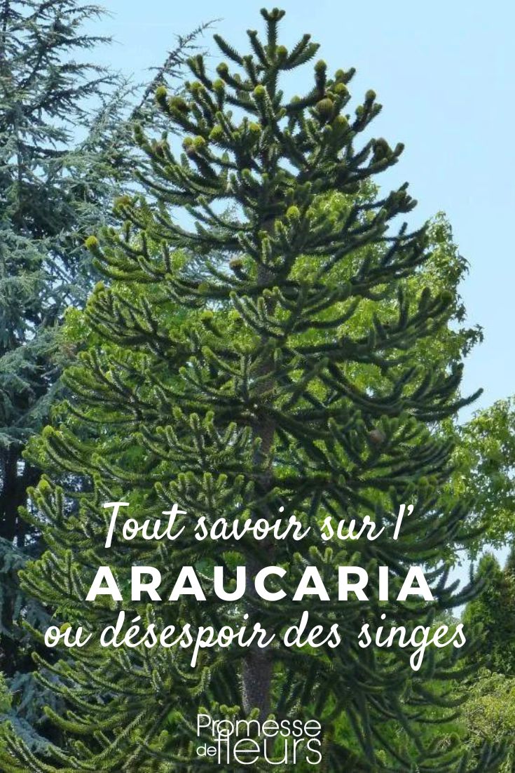 Araukarie pflanzen und pflegen

Die Araukarie, auch bekannt als Andentanne oder Affenschwanzbaum, ist ein beeindruckender Nadelbaum, der Ihrem Garten eine exotische Note verleiht. Mit ihren symmetrischen Ästen und den schuppenartigen Blättern ist sie ein echter Blickfang. Hier erfahren Sie, wie Sie eine Araukarie pflanzen und pflegen, damit sie optimal gedeiht.

**Standort und Boden**
Die Araukarie bevorzugt einen sonnigen bis halbschattigen Standort, der vor starken Winden geschützt ist. Der Boden sollte gut durchlässig, leicht sauer und humusreich sein. Staunässe verträgt die Pflanze nicht, daher ist eine gute Drainage wichtig.

**Pflanzung**
1. Heben Sie ein Pflanzloch aus, das doppelt so breit und tief wie der Wurzelballen ist.
2. Mischen Sie den Aushub mit Kompost oder gut verrottetem Mist, um den Boden zu verbessern.
3. Setzen Sie die Araukarie in das Loch und füllen Sie es mit der vorbereiteten Erde auf.
4. Drücken Sie die Erde leicht an und gießen Sie gründlich.

**Pflege**
- **Gießen**: Halten Sie den Boden gleichmäßig feucht, aber nicht nass. Besonders in den ersten Jahren nach der Pflanzung ist regelmäßiges Gießen wichtig.
- **Düngen**: Im Frühjahr und Sommer können Sie die Araukarie mit einem ausgewogenen Dünger versorgen.
- **Schnitt**: Die Araukarie benötigt in der Regel keinen Schnitt. Entfernen Sie lediglich abgestorbene oder beschädigte Äste.

**Überwinterung**
In milden Regionen ist die Araukarie winterhart. In kälteren Gebieten sollten Sie den Wurzelbereich mit Mulch abdecken, um die Wurzeln vor Frost zu schützen.

Mit der richtigen Pflege wird Ihre Araukarie zu einem beeindruckenden Baum, der Ihren Garten über viele Jahre hinweg bereichert.