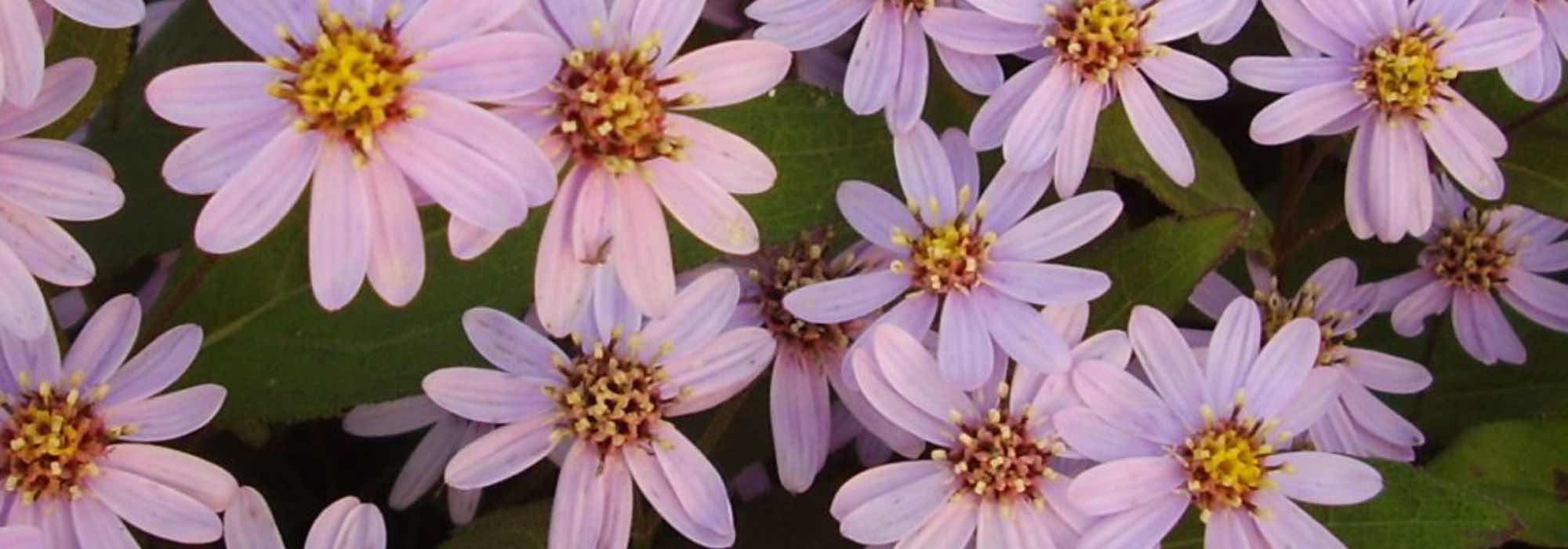 Beste Aster-Sorten für Blumensträuße
