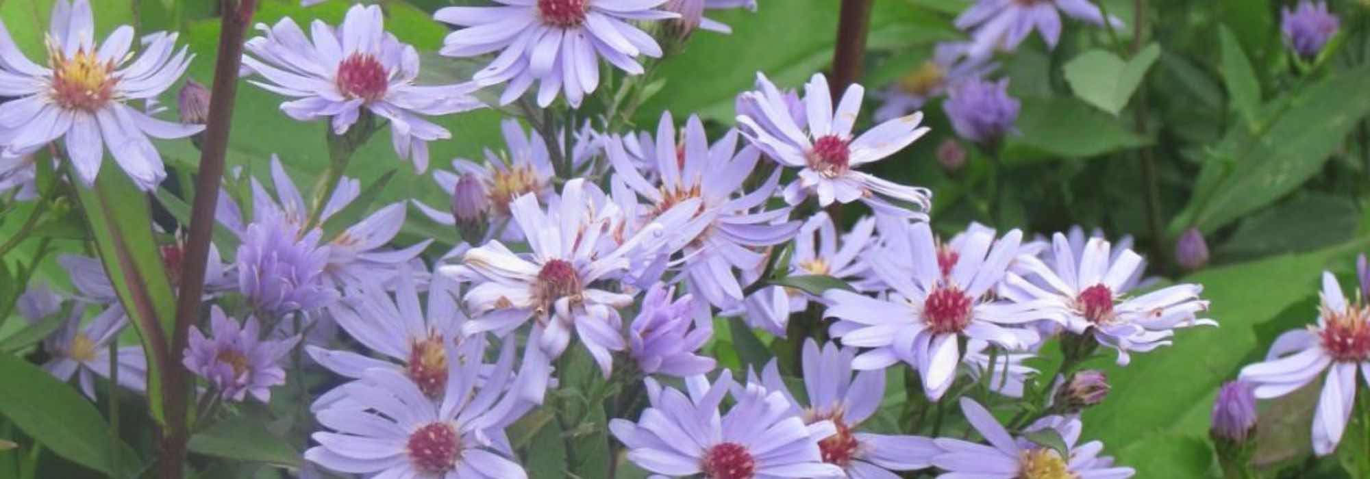 7 frühe Herbstastern