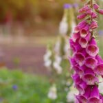 Zweijährige pflanzen: bunter Frühlingsgarten