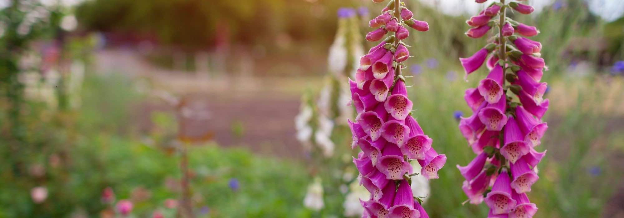 Zweijährige pflanzen: bunter Frühlingsgarten