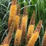 5 Zwiebeln für die Spätfrühlingsblüte