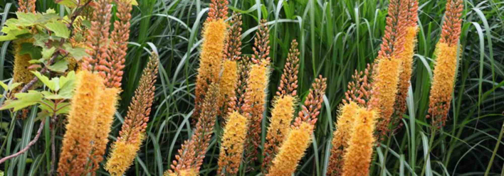 5 Zwiebeln für die Spätfrühlingsblüte