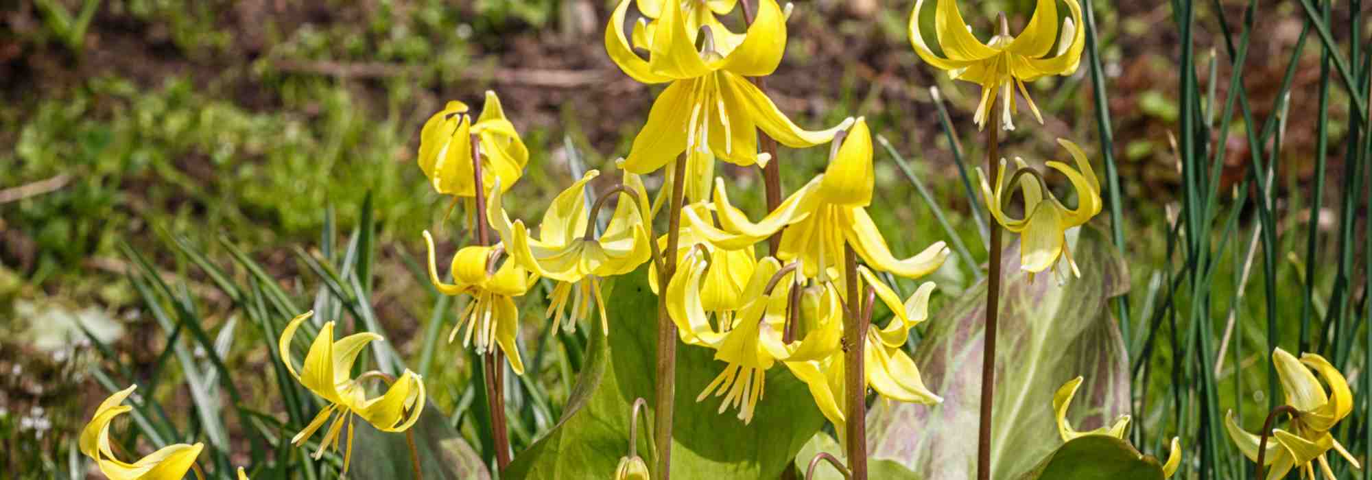 7 Zwiebeln mit Spätwinterblüte