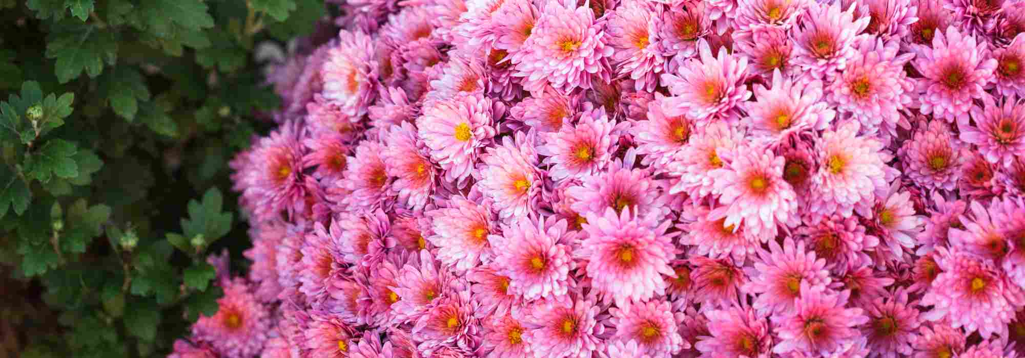 5 rosa blühende Chrysanthemen