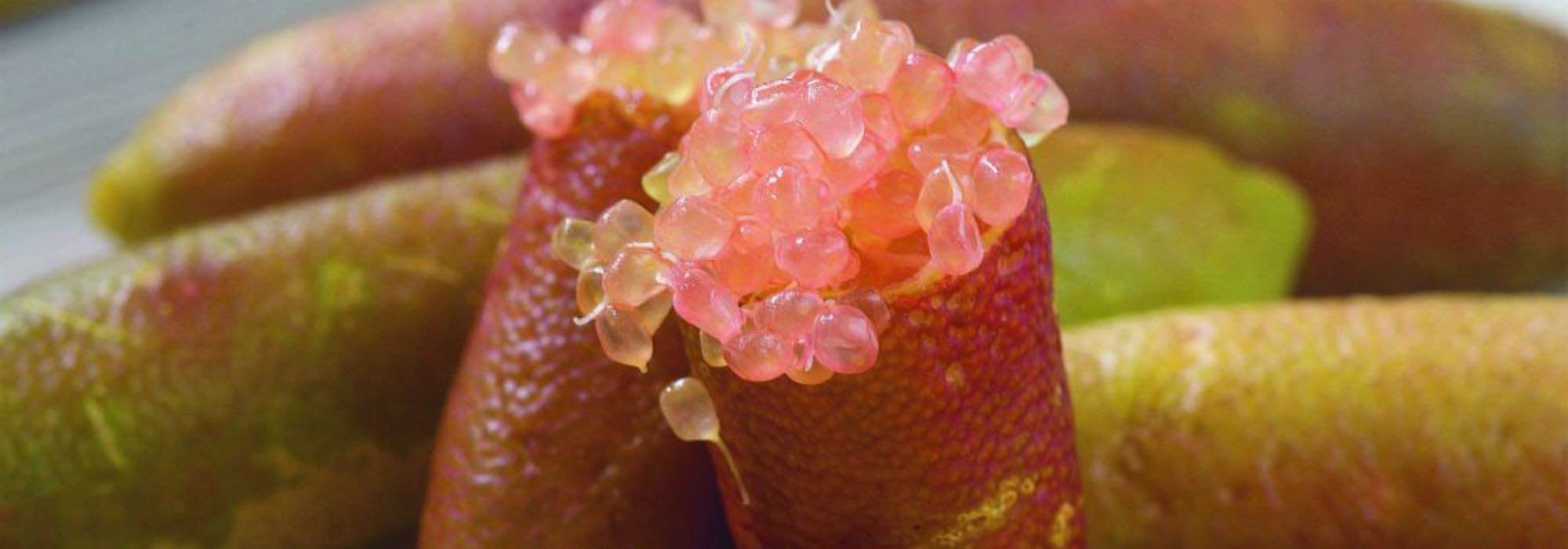 Fingerlimette im Topf kultivieren?
