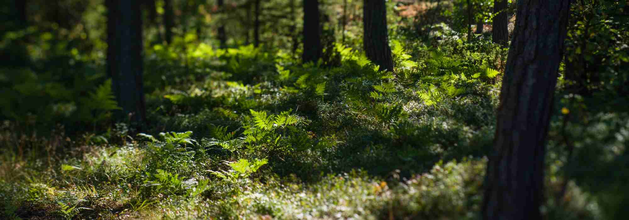 Unterholz für einen natürlich-eleganten Garten