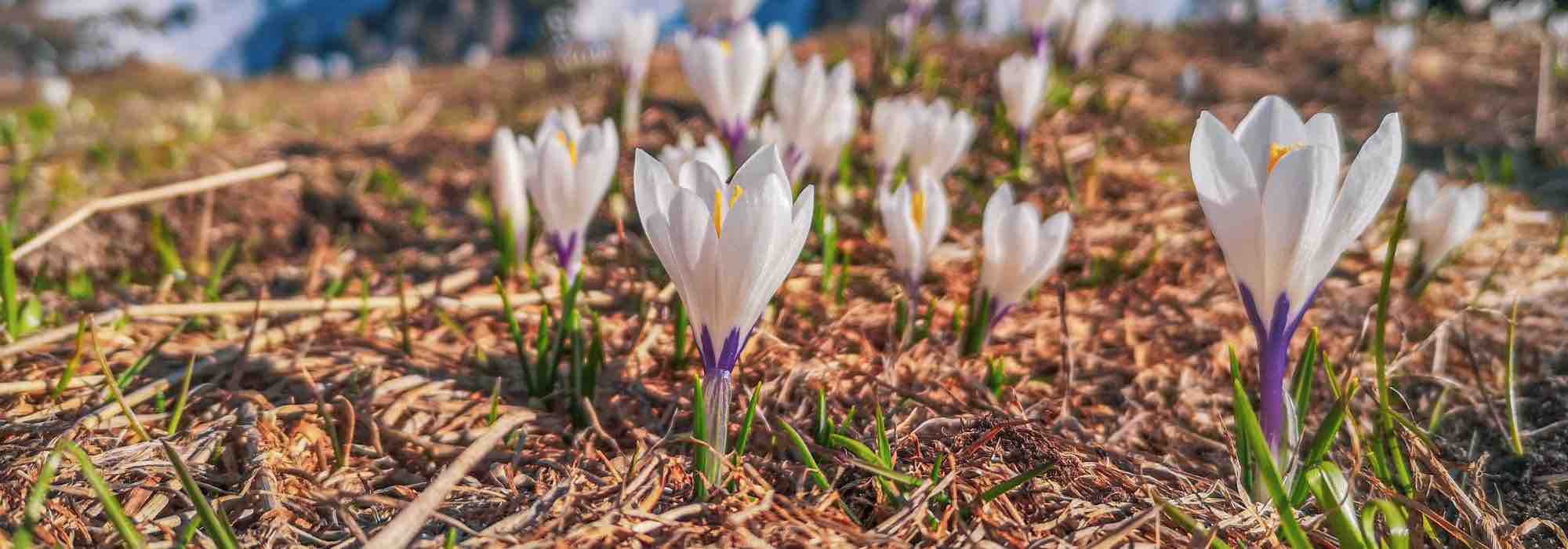Beste weiße Krokus-Sorten für Ihren Garten
