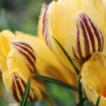 Gelbblühender Krokus: beste Sorten