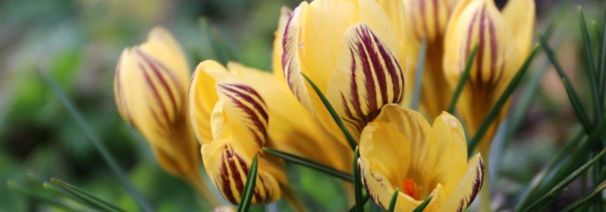 Gelbblühender Krokus: beste Sorten