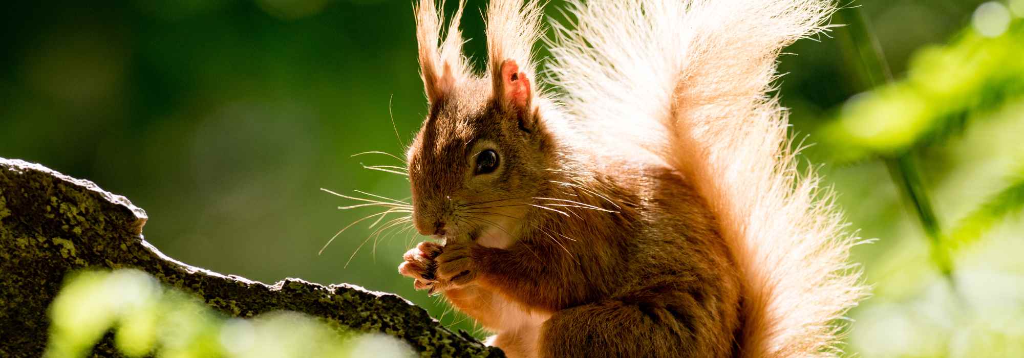 Gartenbesucher: Eichhörnchen