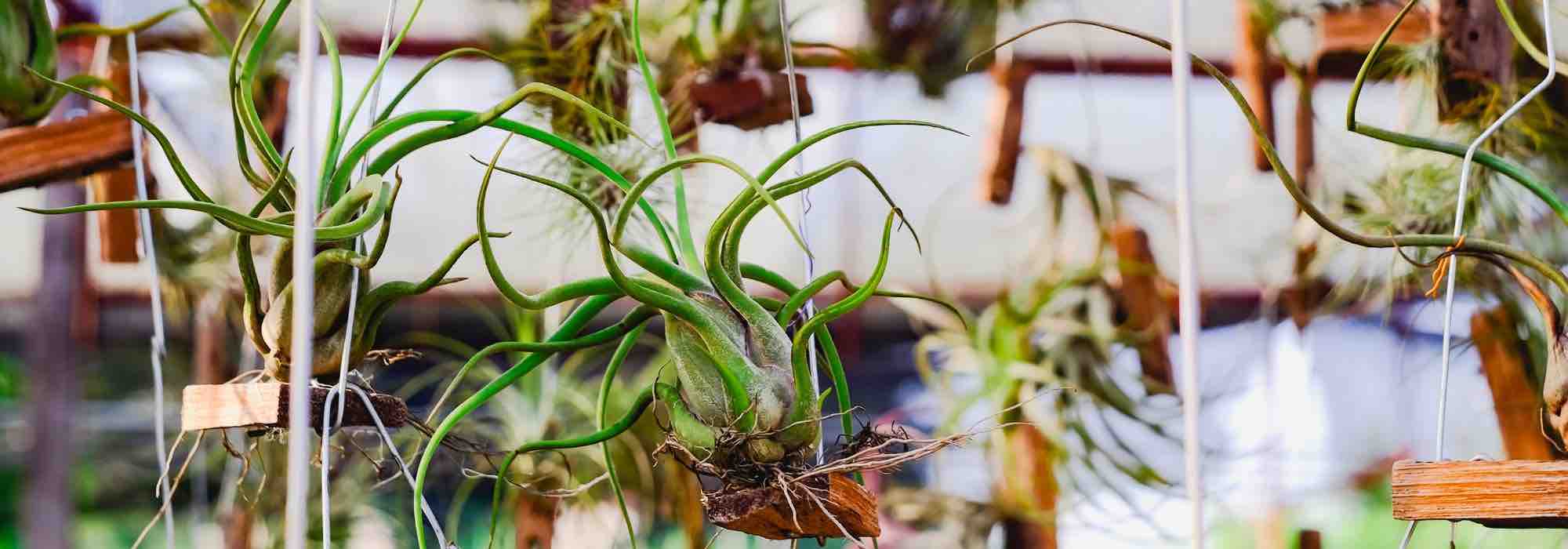 Epiphyten: luftige Wunder ohne Erde