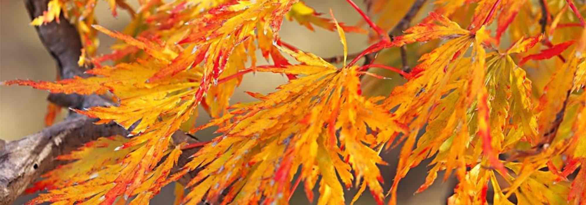 Japanische Ahorne: schönste Herbstfärbung