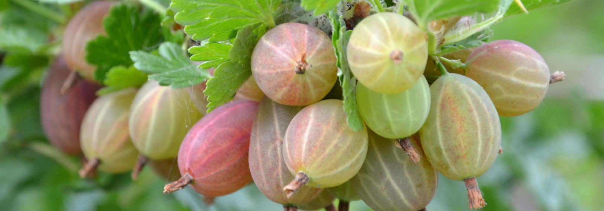 Obstgehölze wurzelnackt: günstig, schnell ernten