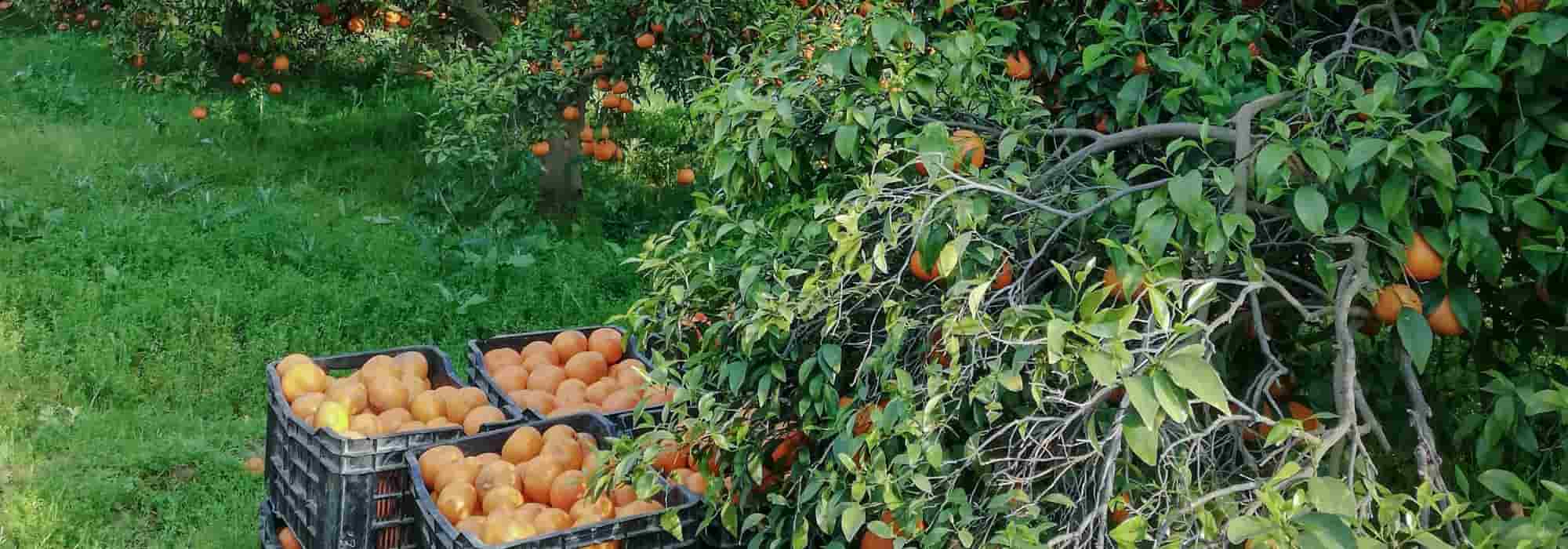 11 winterharte Obstgehölze