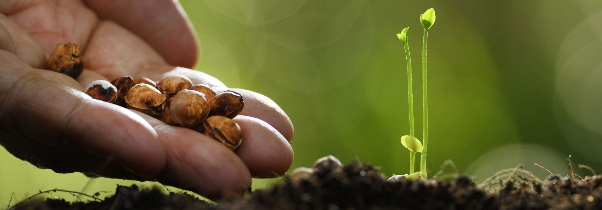 Gemüsegarten: Saatgut für den Klimawandel wählen
